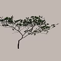 Single Tree With Green Leaves On Branches And Trunk Casting Shadow 3d model