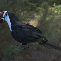 Colorful Toucan With Red Yellow Beak Blue Eyes Black White Feathers In Natural Outdoor