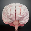 Detailed 3D Rendering of Human Brain Anatomy With Pinkish Gray Texture