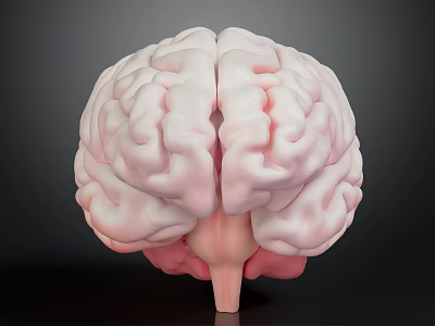 Detailed 3D Rendering of Human Brain Anatomy With Pinkish Gray Texture 3d model
