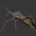 Brown Insect With Unique Body Structure Long Antennae And Six Legs On Dark Background
