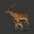Adult Deer and Fawn Standing Together With Large Antlers and Spotted Fur
