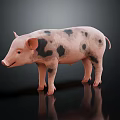 Adorable Pink Pig With Black Spots Standing On Shiny Surface With Gentle Expression
