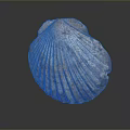 Scallop Shell With Brown White Patterns Textured Surface On Dark Background