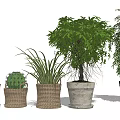 Various Potted Plants in Woven Baskets Stone Pots and Decorative Containers for Home Decor