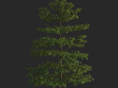 Tall Arbor With Layered Lush Green Foliage And Straight Trunk 3d model