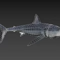 Grey Shark With Sharp Dorsal Fin And Streamlined Body In Marine Environment