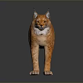 Orange Spotted Lynx With Tufted Ears And Short Tail In 3D Rendered