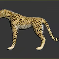 Realistic Cheetah Model With Spotted Coat Standing On Dark Reflective Surface 3d model