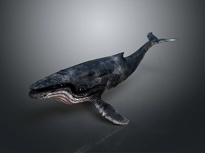 Highly Realistic Detailed 3D Rendered Whale Model on Smooth Gray Background 3d model
