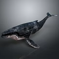 Highly Realistic Detailed 3D Rendered Whale Model on Smooth Gray Background 3d model