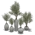 Potted Bonsai Trees With Green Foliage In Ceramic Textured Planters Of Multiple Sizes