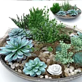 Colorful Bonsai Potted Plants with Various Succulents Green Plants and Decorative Stones
