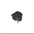 Tall Arbor with Lush Green Foliage and Straight Trunk in Natural Setting