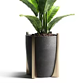 Bonsai Potted Plant With Lush Green Leaves In Modern Black Decorative Pot