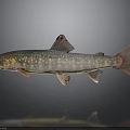 Spotted Green And Red Fish With Red Fins Tail On Gray Background With Reflection