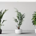 Three Potted Green Plants In White And Gray Pots On Gray Floor With White Wall