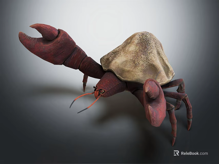 Red Clawed Hermit Crab Carrying Beige Textured Shell on Gray Background 3d model 