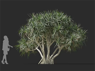 Lush Green Arbor with Multiple White Trunks and Dense Canopy Beside Human Silhouette 3d model