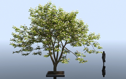 Persian acacia tree acacia tree street tree city greening plant tree garden park gardening ring art forest decoration ornament tree 3d model