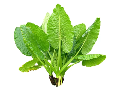 Lush Green Plant With Large Fresh Leaves And Green Stems In Soil 3d model