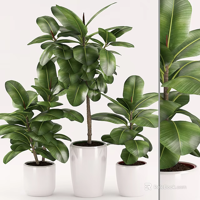 Elegant Indoor Potted Plants With Large Green Leaves In White Pots 3d model 