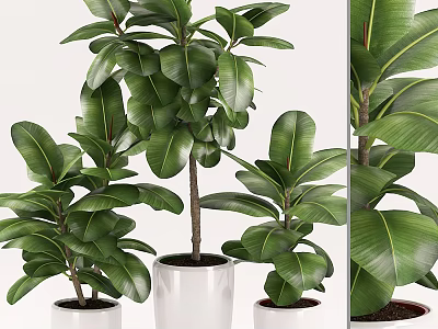 Elegant Indoor Potted Plants With Large Green Leaves In White Pots 3d model