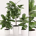 Elegant Indoor Potted Plants With Large Green Leaves In White Pots