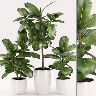 Elegant Indoor Potted Plants With Large Green Leaves In White Pots 3d model