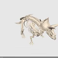 Triceratops Skeleton Display With Detailed Bone Structure And Fossil Features 3d model