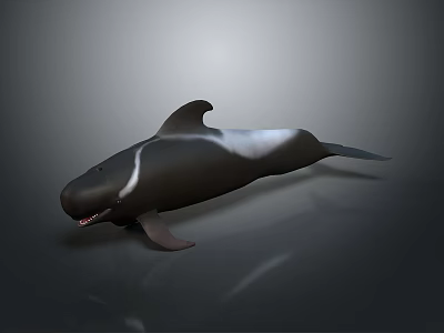 Realistic 3D Rendered Orca Whale in Swimming Pose with Open Mouth on Gray Background 3d model