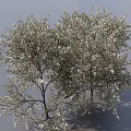 Lush Flowering Shrubs With White Blooms Green Leaves And Natural Branches