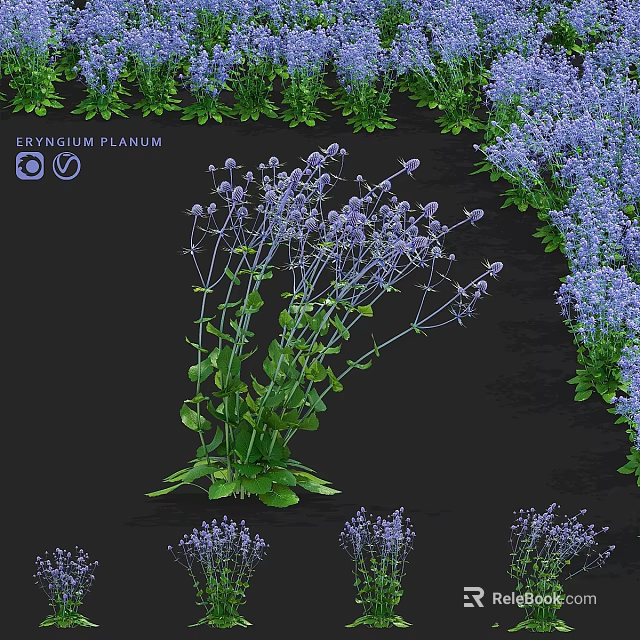 Eryngium Planum Garden Accent With Purple Flowers And Green Foliage For Landscape Decoration 3d model 