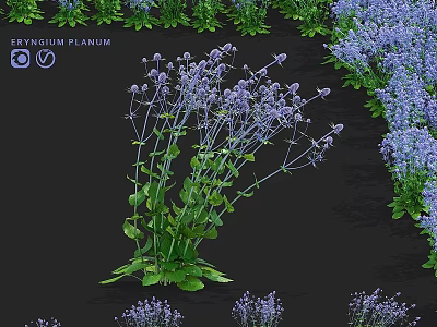 Eryngium Planum Garden Accent With Purple Flowers And Green Foliage For Landscape Decoration 3d model
