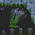Eryngium Planum Garden Accent With Purple Flowers And Green Foliage For Landscape Decoration
