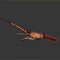 Red Aquatic Lobster With Long Antennae And Legs On Gray Gradient Background