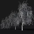 Weeping Willows With Lush Hanging Branches And Person Silhouette On Dark Background