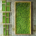 Modern Natural Living Plant Wall With Green Moss And Wooden Frame On Concrete Wall