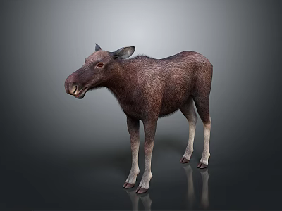 Realistic Standing Moose With Brown Body And White Legs On Grey Background 3d model