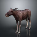Realistic Standing Moose With Brown Body And White Legs On Grey Background