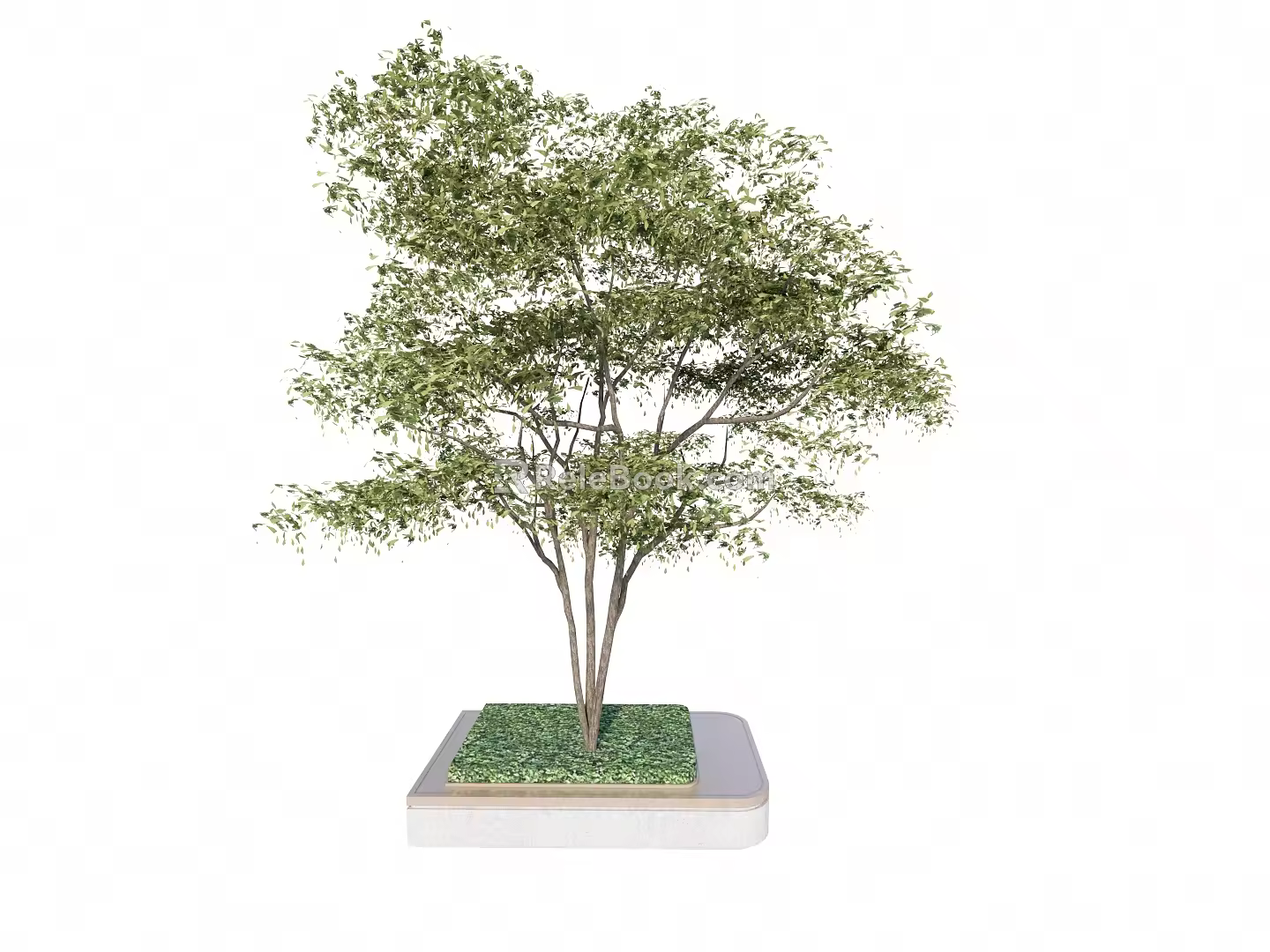 Landscape Tree Pool Street Trees 3d model