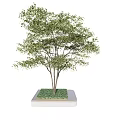 Landscape Tree Pool Street Trees 3d model