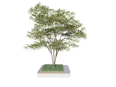 Lush Green Arbor with Dense Foliage and Multiple Trunks on Square Grass Covered Base 3d model