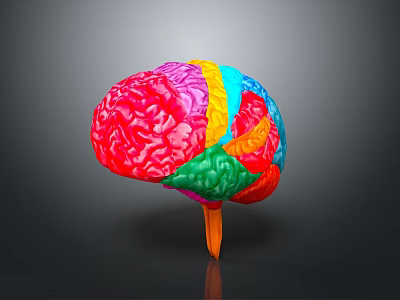 Medical Device Colorful Human Brain Anatomical Model with Detailed Structure and Stand 3d model