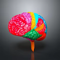 Medical Device Colorful Human Brain Anatomical Model with Detailed Structure and Stand