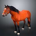 Brown Horse With Black Mane Wearing Bridle Standing Against Gray Background