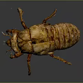 Detailed 3D Rendered Beetle With Brown Yellow Carapace And Leg Details On Gray Background