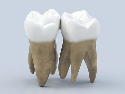 Human Teeth 3D Anatomical Model Showing Enamel And Root Structure 3d model