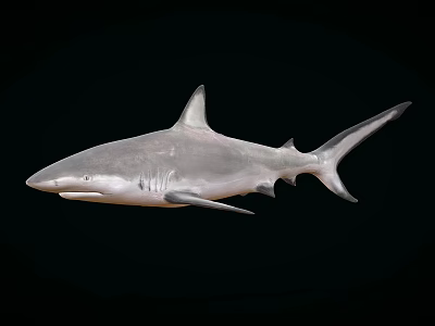 shark caribbean reef shark great white shark marine animal 3d model