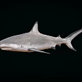 shark caribbean reef shark great white shark marine animal 3d model